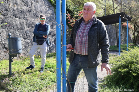 Rez kamniške trte, ki je potomka najstarejše vinske trte (12)